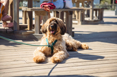 Des vacances avec votre chien !