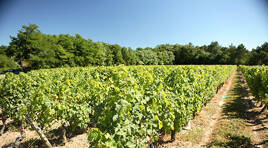 Vignobles