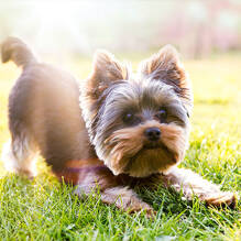 Un chien autorisé (-10 kg / hors 1ère et 2nd cat.) au Camping Palmyre Loisirs à Les Mathes Tohapi