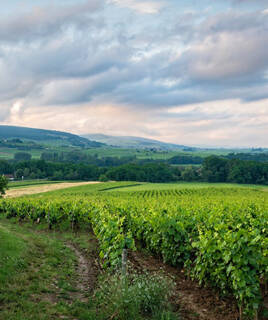 Vignoble de la route des vins de la Loire
