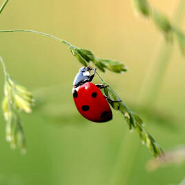 Réserve naturelle à proximité du Camping Tenuta Primero à Grado Tohapi
