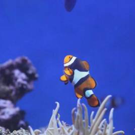 Aquarium à proximité du Camping Les Chardons Bleus de la Turballe à La Turballe Tohapi