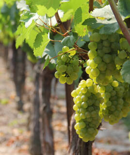 Weinrebenreihen mit Trauben reifer weißer Weintrauben erinnern an einen Weinberg am Cap Ferret, der zur Ernte bereit ist.