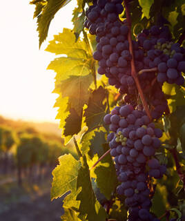 Des grappes de raisins mûrs suspendues à une vigne dans les vignobles de Lattes, près de Montpellier, baignées par la lumière chaude du soleil couchant.