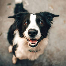 Un chien autorisé (-20 kg / hors 1ère et 2nd cat.) au Camping Le Sainte Marie à Sainte-Marie-la-Mer Tohapi