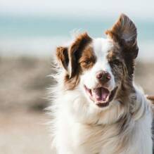 Un chien autorisé (-25 kg / hors 1ère et 2nd cat.) au Camping Capo d'Orso à Sassari Tohapi