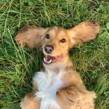 Un chien autorisé (hors 1ère et 2ème cat.) au Camping Green Park à Cagnes-sur-Mer Tohapi
