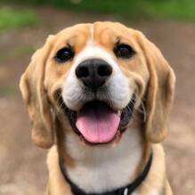Un chien autorisé (hors 1ère et 2nd cat. / interdit juillet-août) au Camping Le Méditerranée à Vias-Plage Tohapi