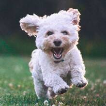Un chien autorisé (-6 kg / hors 1ère et 2nd cat.) au Camping Embruns d'Oléron à Le Château d'Oléron Tohapi