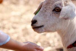 Mini ferme à proximité du Camping Le Domaine de Massereau à Sommières Tohapi