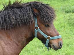 Balade à poney Camping Saint Avit Loisirs St Avit de Vialard Tohapi