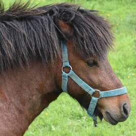 Balade à poney à proximité du Camping Col d'Ibardin à Urrugne Tohapi