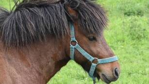 Balade à poney Camping Château de Galaure Châteauneuf-de-Galaure Tohapi