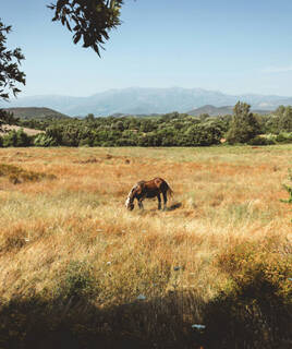 camping-corse-nature-inspi-th