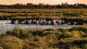 camping-langudoc-camargue-poi-th