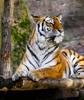 camping-languedoc-parc-safari-inspi-th