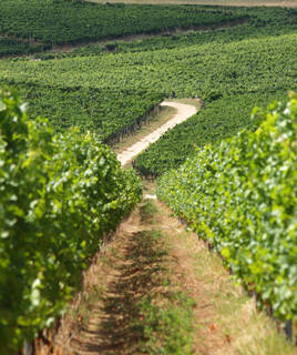 camping-bas-rhin-vins-inspi-th