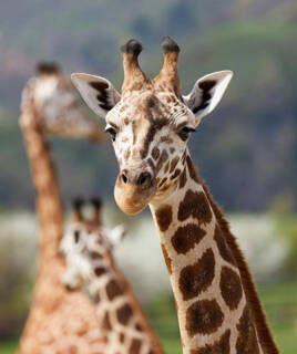 camping-gironde-parc-animalier-inspi-th