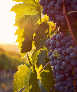 camping-gironde-vignoble-inspi-th