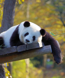 camping-nord-portugal-zoo-inspi-th