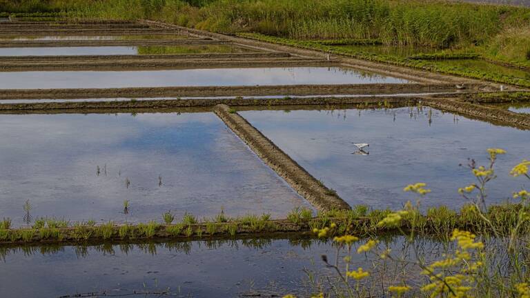 Camping-Olonne-sur-Mer-Marais-Salant-POI-TH