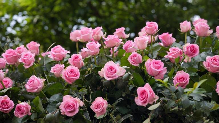 camping-val-de-marne-roseraie-poi-th