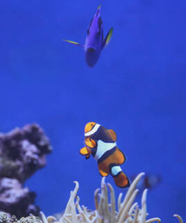 camping-var-aquarium-inspi-th