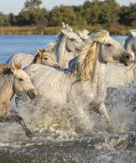 Camping-camargue-chevaux-inspi-th