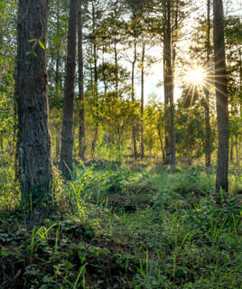 foret-proche-de-hourtin