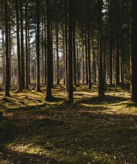 foret-landes-th