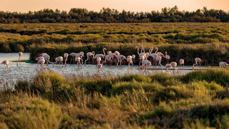 camargue