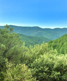 cevennes