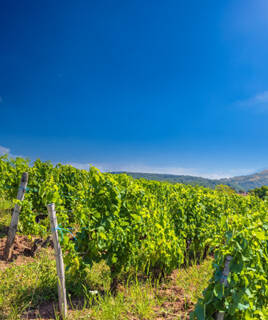vignoble-jura