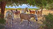 camping-roque-antheron-conservatoire-lipizzan-poi-th