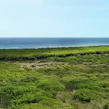 Camping Marina di Bibbona