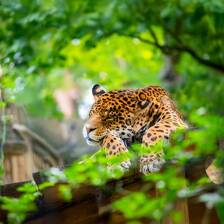 Camping Zoo de Beauval