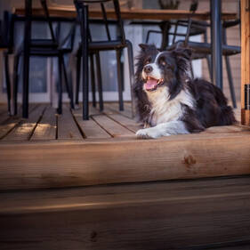 Camping Acceptant les chiens