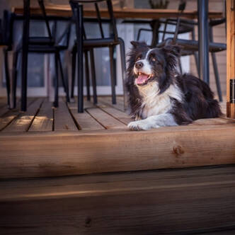 Camping avec chiens acceptés