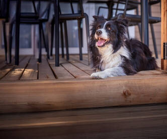 Camping avec chiens acceptés