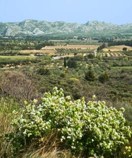 camping-nimes-inspi-garrigue-th