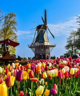 Moulin à vent sous un ciel bleu avec des tulipes dans le premier plan
