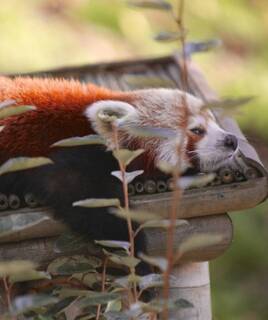 Panda Roux du parc zoologique que Pairi Daiza qui se repose