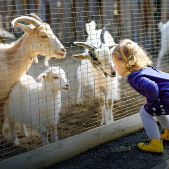 Camping avec mini ferme
