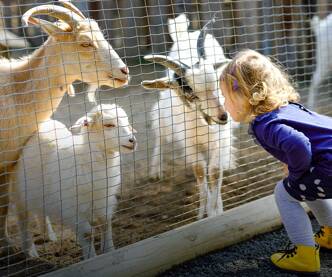 Camping avec mini ferme
