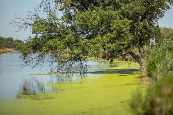 Camping Le Bon Port **** Languedoc Roussillon photo 4 Tohapi