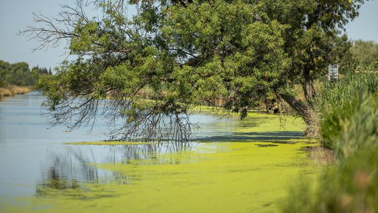 Camping Le Bon Port **** photo 4 Languedoc Roussillon Tohapi