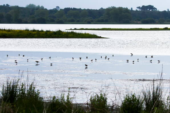 Camping Landae **** Landes photo 4 Tohapi